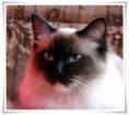 /album/kitty/kitty-201409194-jpg/